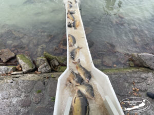 Aktuális híreink: Szeretsz a Balatonnál, Zamárdiban horgászni? Akkor van egy jó hírünk! - galériával